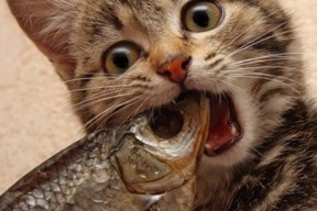 九游下载官网-意甲联赛的生态环保责任履行，乡镇履行生态环保政治责任方面