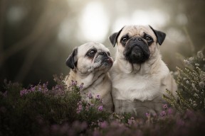 九游游戏中心官网-欧洲杯黄金时段：战术瞬间的奇迹发生，欧洲杯精选时间