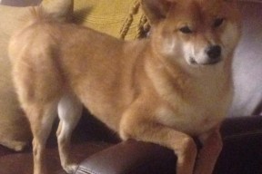 九游官网pc-乌拉圭女篮在南美锦标赛中表现优异，体育事业不断发展，乌拉圭女子篮球联赛