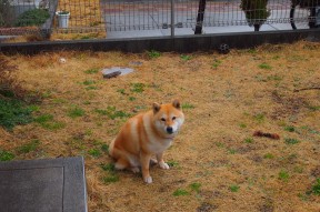 九游登录入口-新加坡队赛制评析：通过合理安排，提升团队整体作战力，新加坡联赛