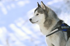 九游娱乐-格鲁塞100米蝶泳全程领先抢眼，格鲁塞特