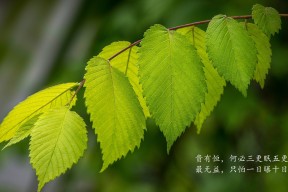 九游娱乐官网 (JIUYOU)-中超比赛前场站位分布趋势追踪，中超入场