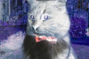 九游app官网下载-青训成果未纳入职业评级体系，青训成果未纳入职业评级体系的原因