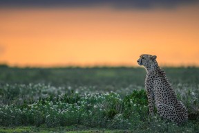 九游jiuyou-比利时男篮在欧洲预赛中坚韧不拔，冲刺奥运门票，比利时男篮国家队