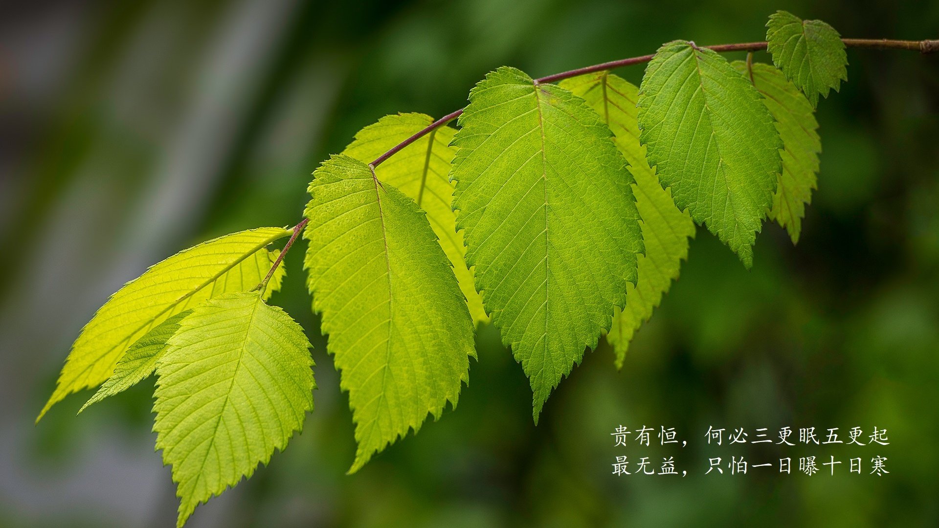 中超比赛前场站位分布趋势追踪，中超入场