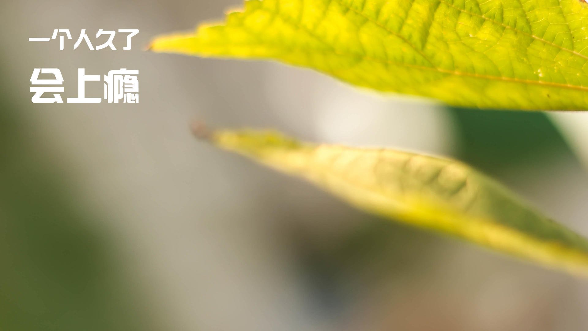 “2025滑轮赛:新生代选手的惊艳表现引爆全场”