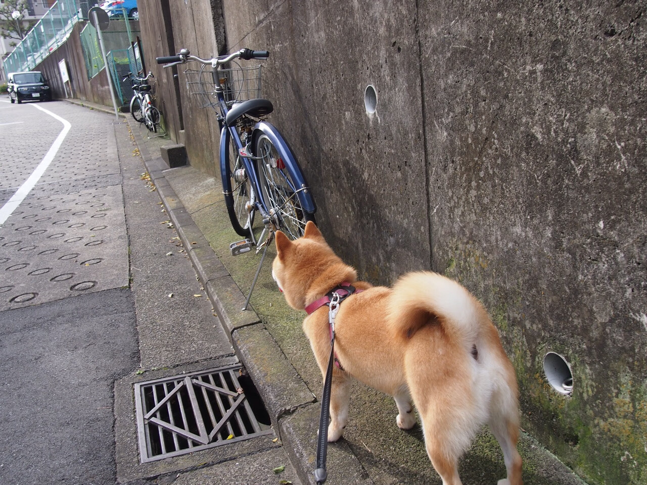 “武汉马拉松:全民健身与精英选手同台竞技”