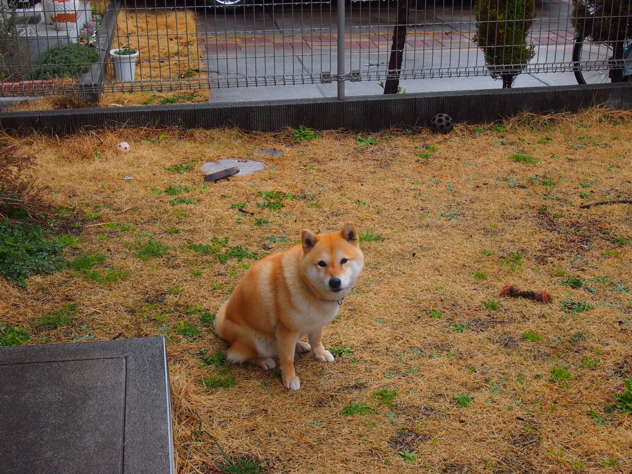 新加坡队赛制评析:通过合理安排,提升团队整体作战力,新加坡联赛