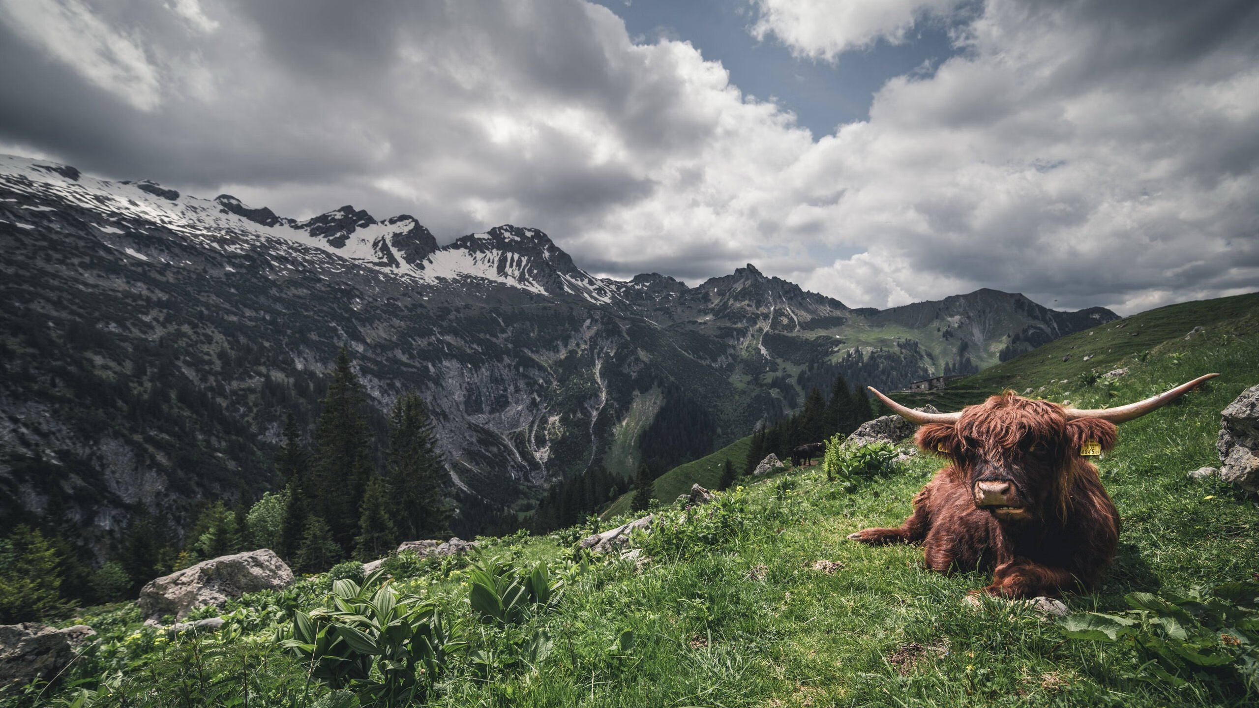 法甲豪门对决 巴黎圣日耳曼击败马赛,巴黎圣日耳曼vs马赛比分预测