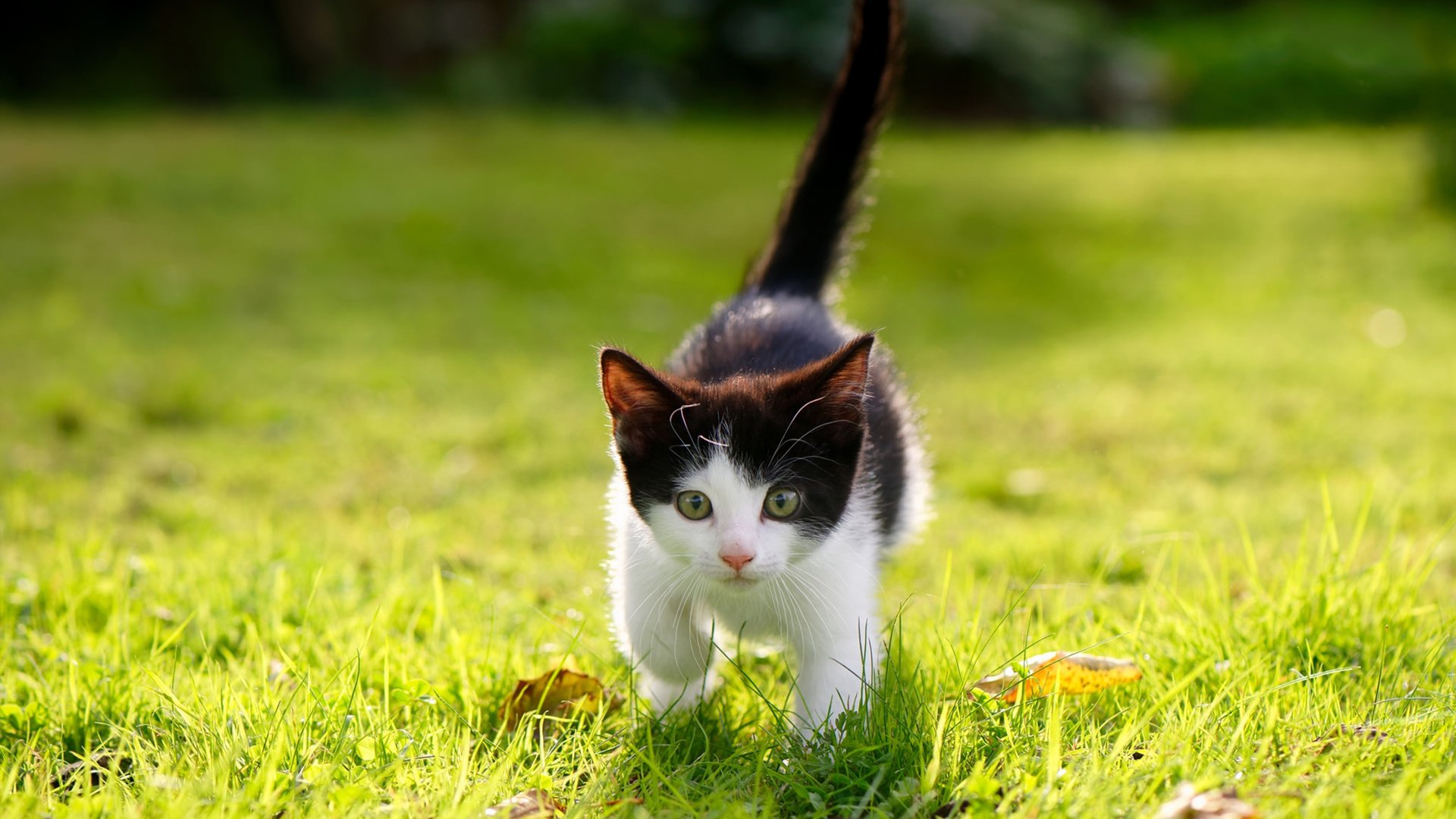 浙江雄狮多场连胜稳居积分榜前列,浙江雄狮泵业科技有限公司