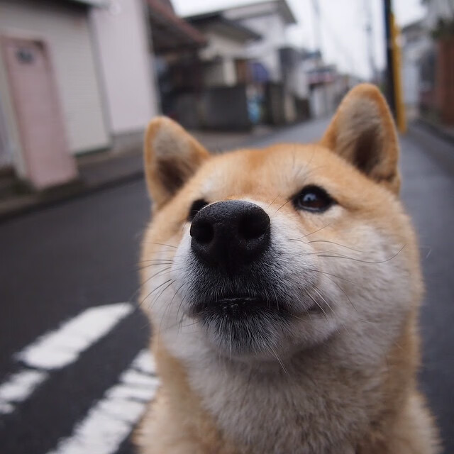 世界杯史诗战:攻防战术的极致展现,世界杯十大经典战役