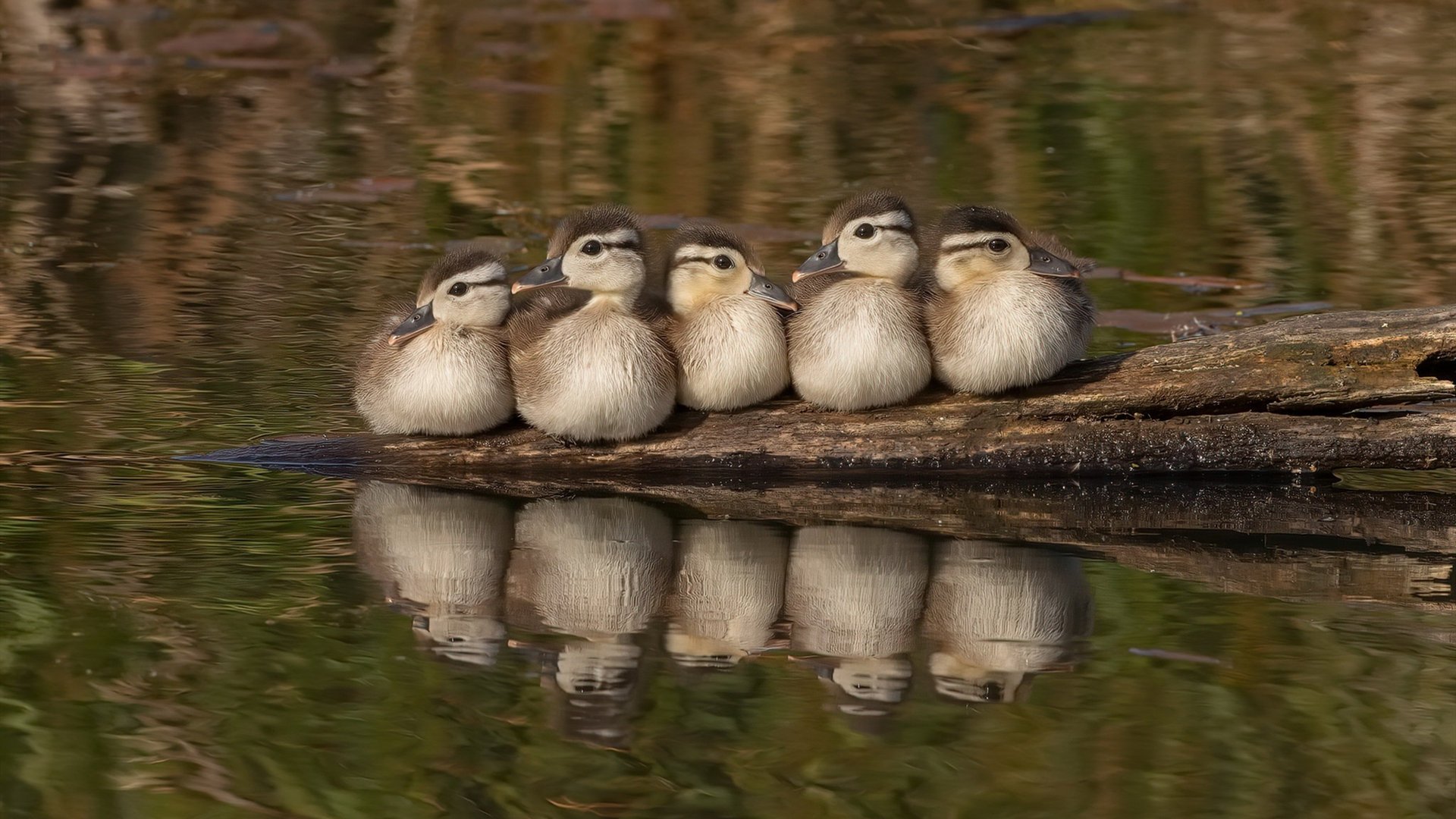 中国足球联赛赛事直播观众人数持续增长,中国足球播放