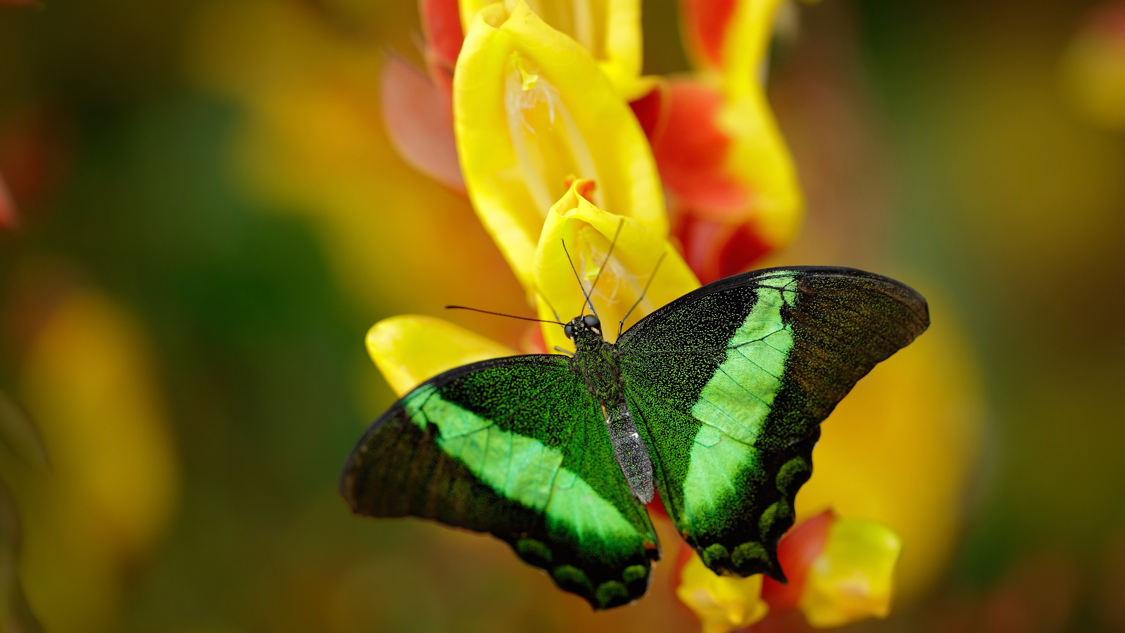 中国足球联赛赛事直播观众人数持续增长,中国足球播放