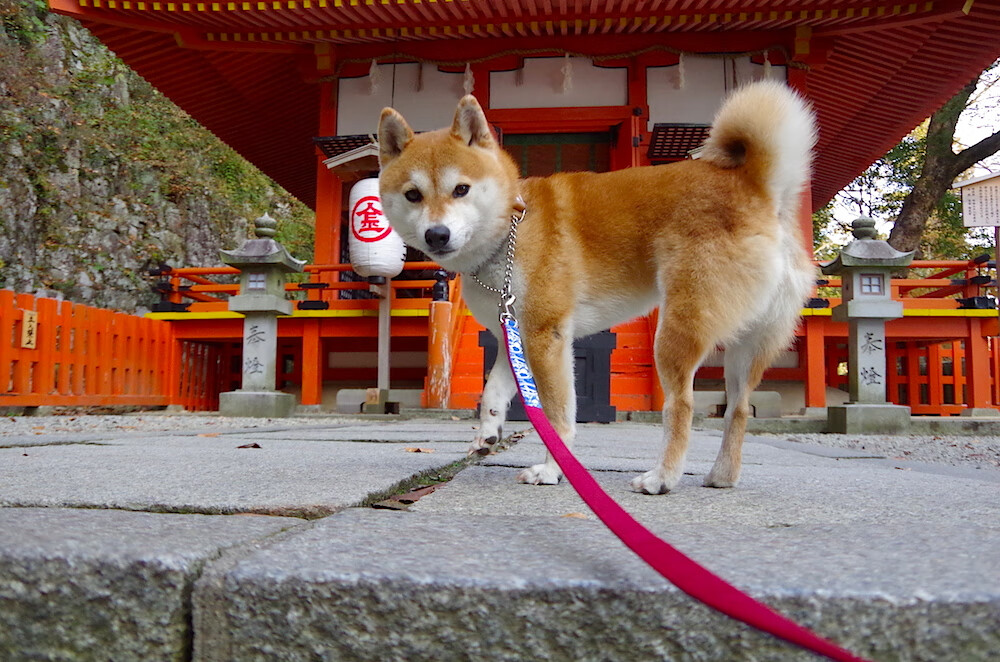 中超球队重视替补席活力构建全队轮换竞争格局,2021中超替补球队收到通知