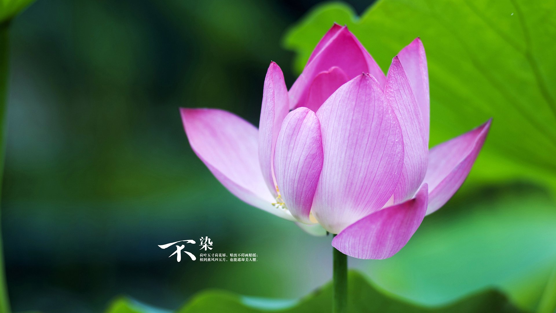 全黑队的传球技术与精准度让对手防不胜防,全黑球衣什么意思