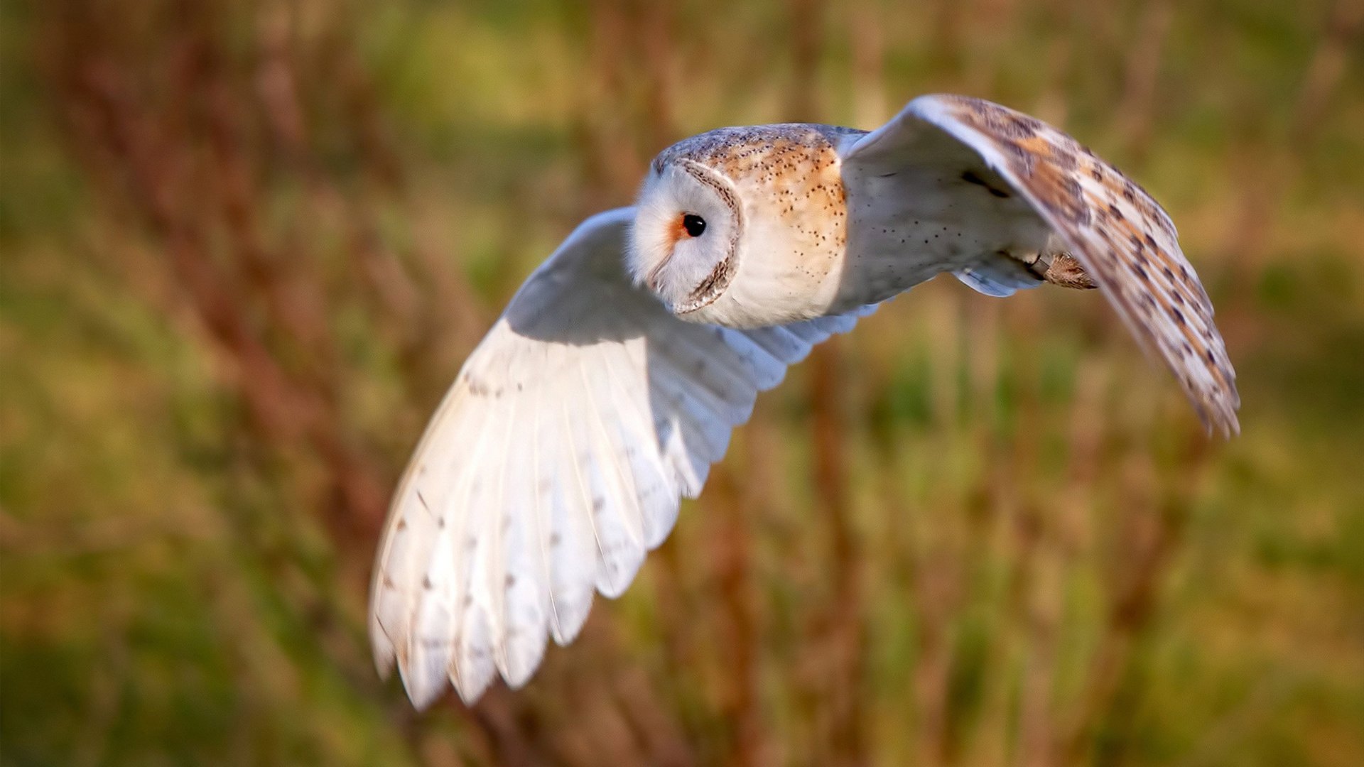 国家冰壶队发布赛事邀请函及参赛队伍名单,2022冰壶比赛项目