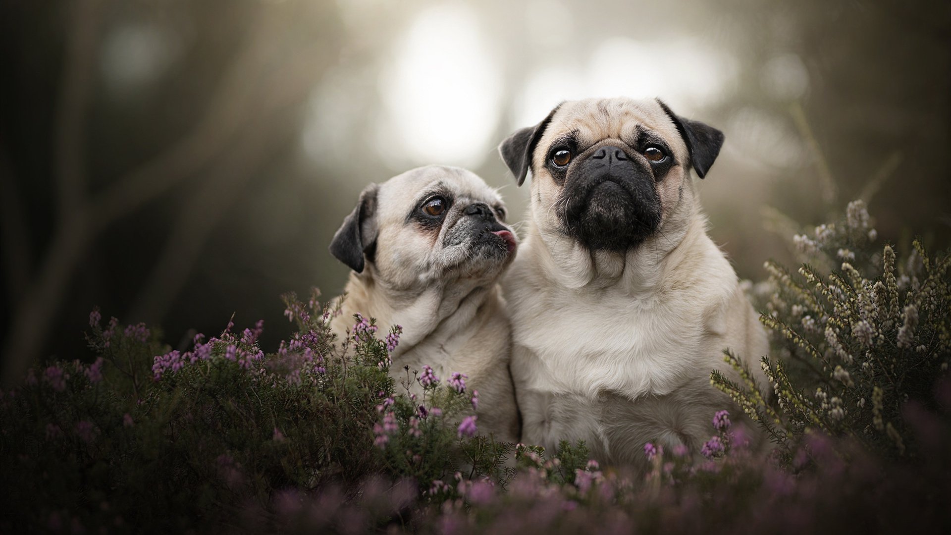 欧洲杯黄金时段:战术瞬间的奇迹发生,欧洲杯精选时间
