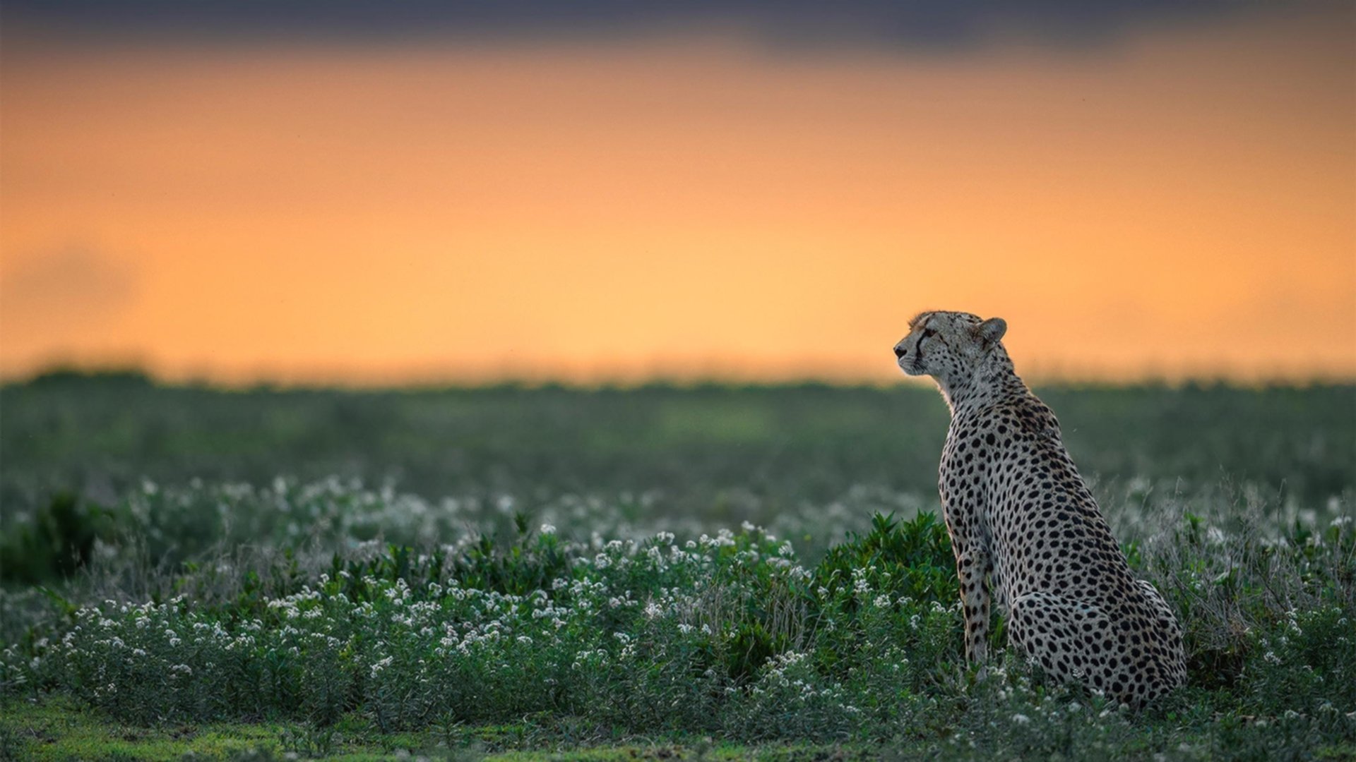 比利时男篮在欧洲预赛中坚韧不拔,冲刺奥运门票,比利时男篮国家队